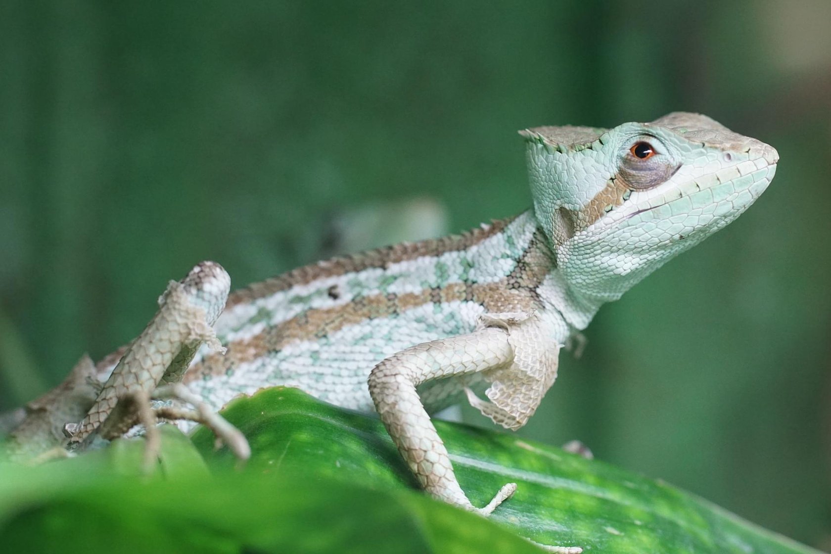 The Neuron Expeditions will study the asexuality of basilisks and the longevity of sharks