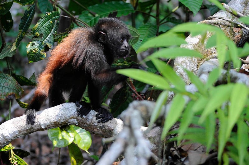 Jan Dungel has discovered hundreds of uakari primates