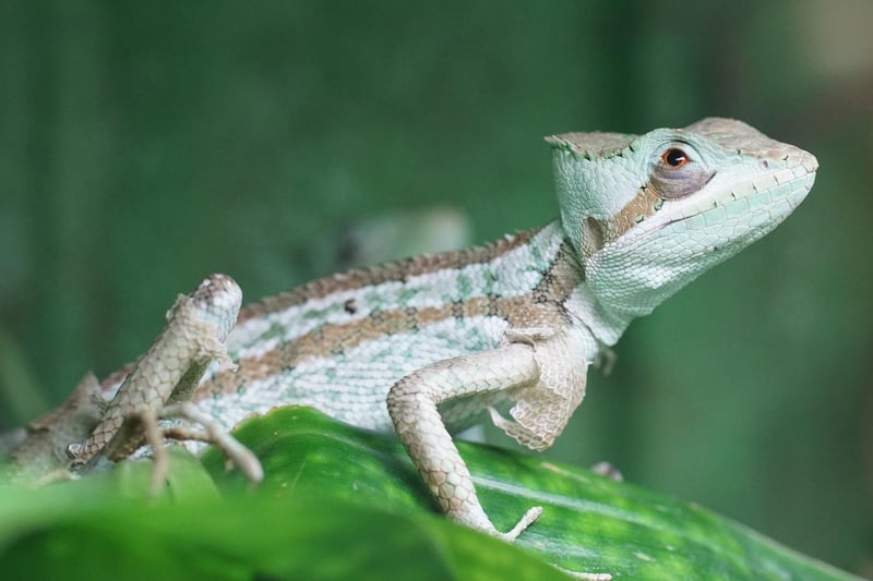 The Neuron Expeditions will study the asexuality of basilisks and the longevity of sharks