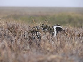 "A successful Neuron Expedition: Vojtěch Kubelka has found the legendary wader species, the imperial snipe!"